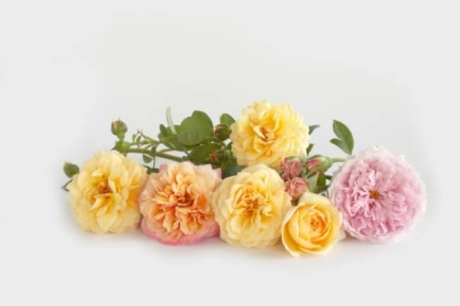 english garden roses