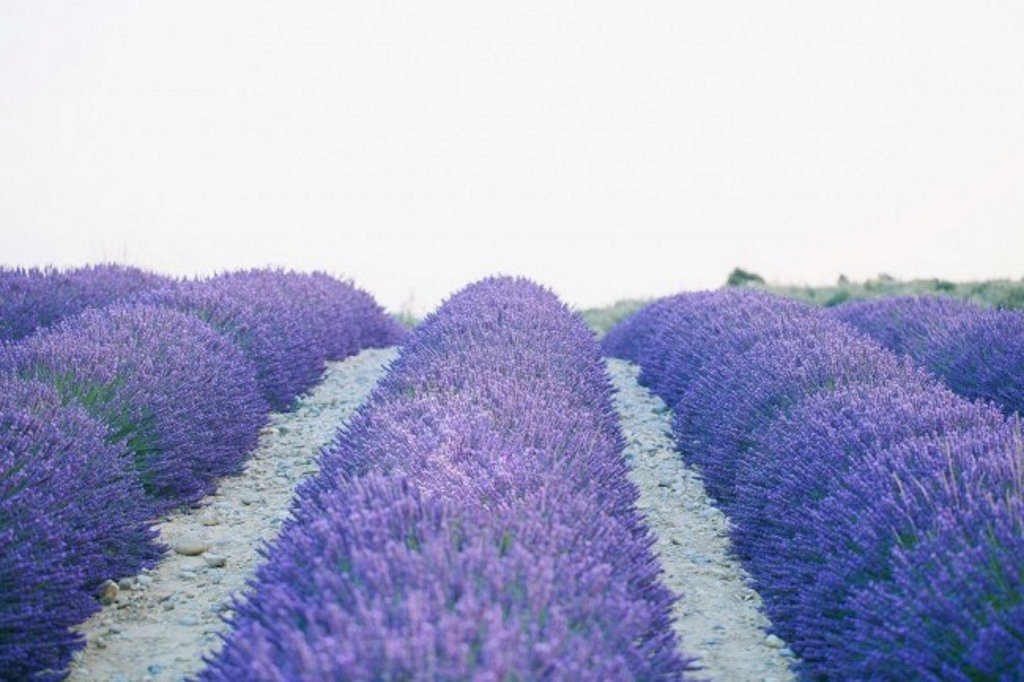 lavender field rows background