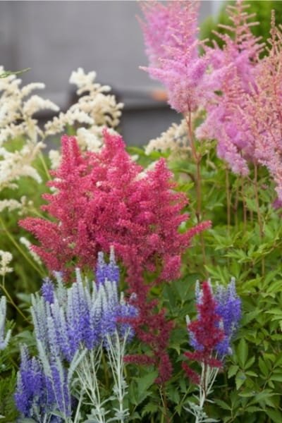 astilbe flowers