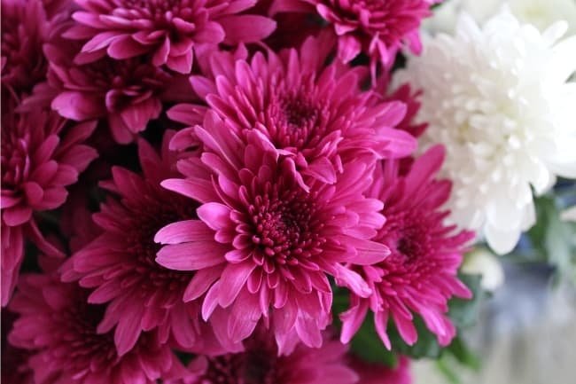 Chrysanthemum flowers