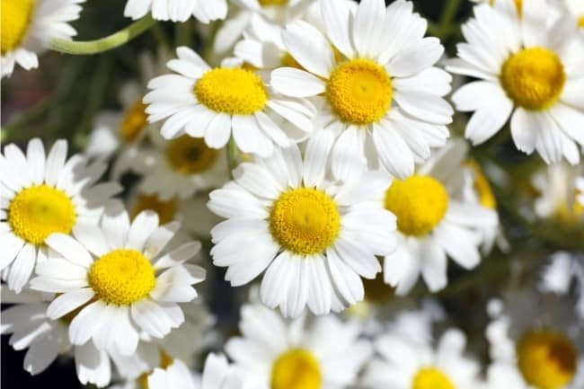 daisies