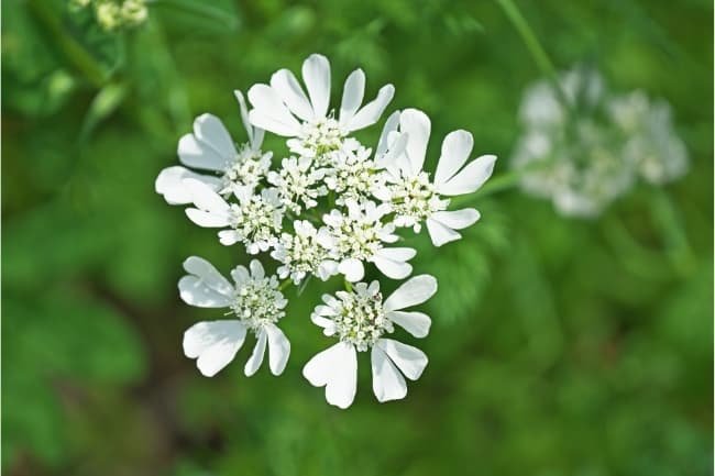 Orlaya Grandiflora White Lace Flower